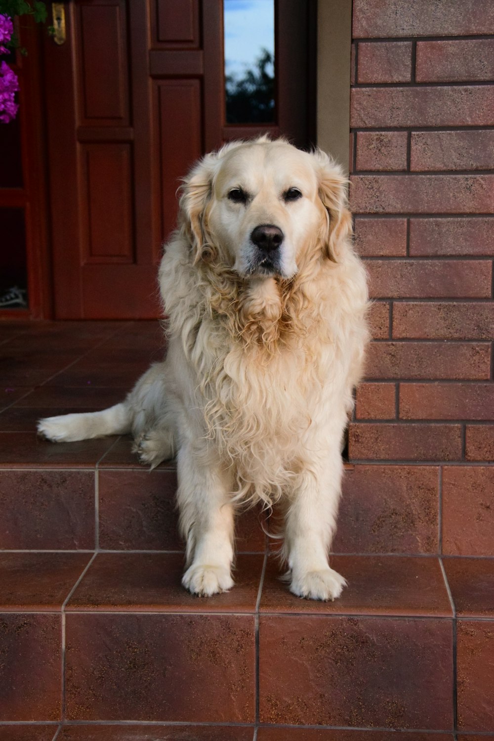 yellow labrador retriever lying on brown and red floor tiles