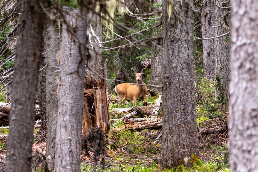 brown fox on brown tree trunk during daytime