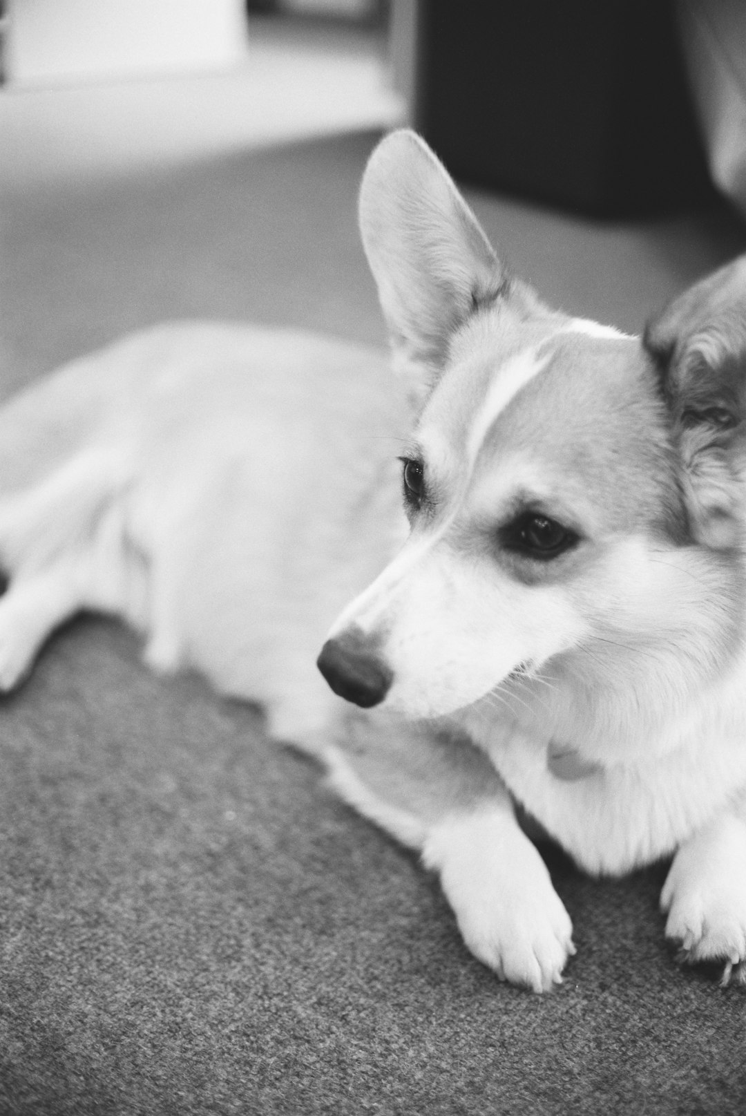 white and brown short coated dog lying on gray textile