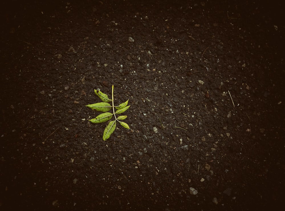 green plant on black soil