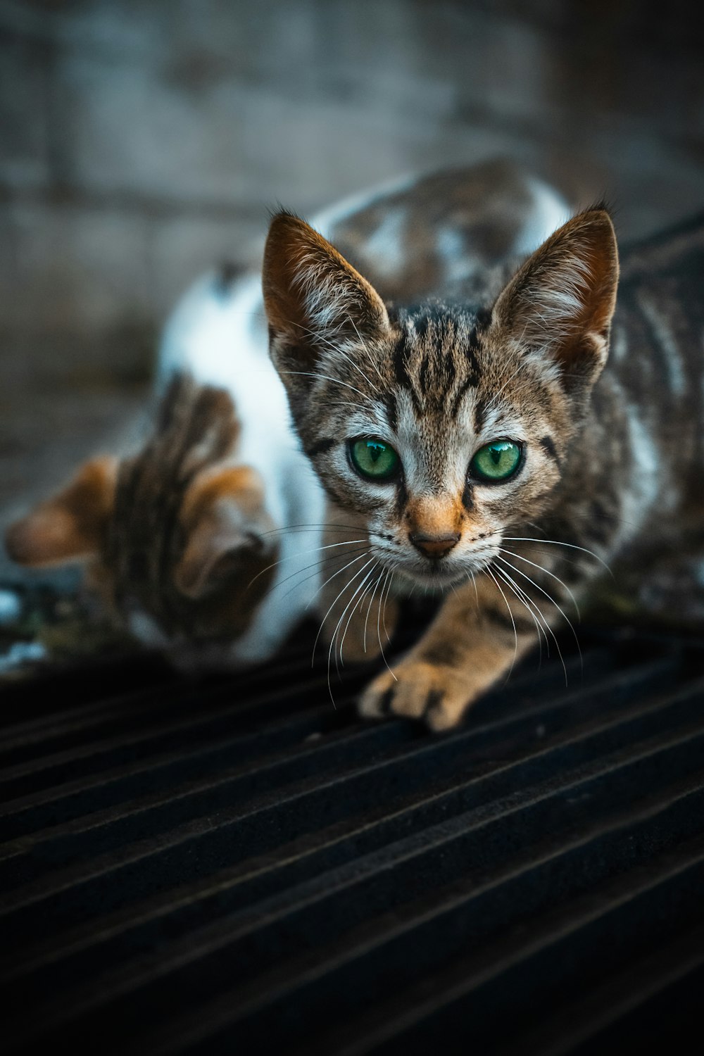 brown tabby cat on black wooden table