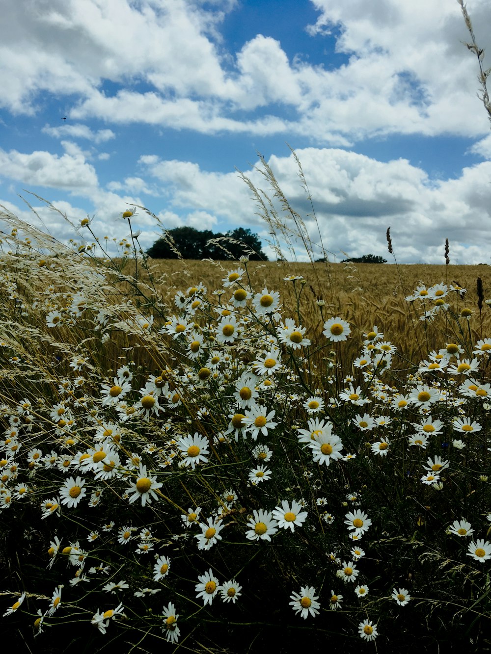flores blancas en un campo de hierba verde bajo el cielo azul durante el día