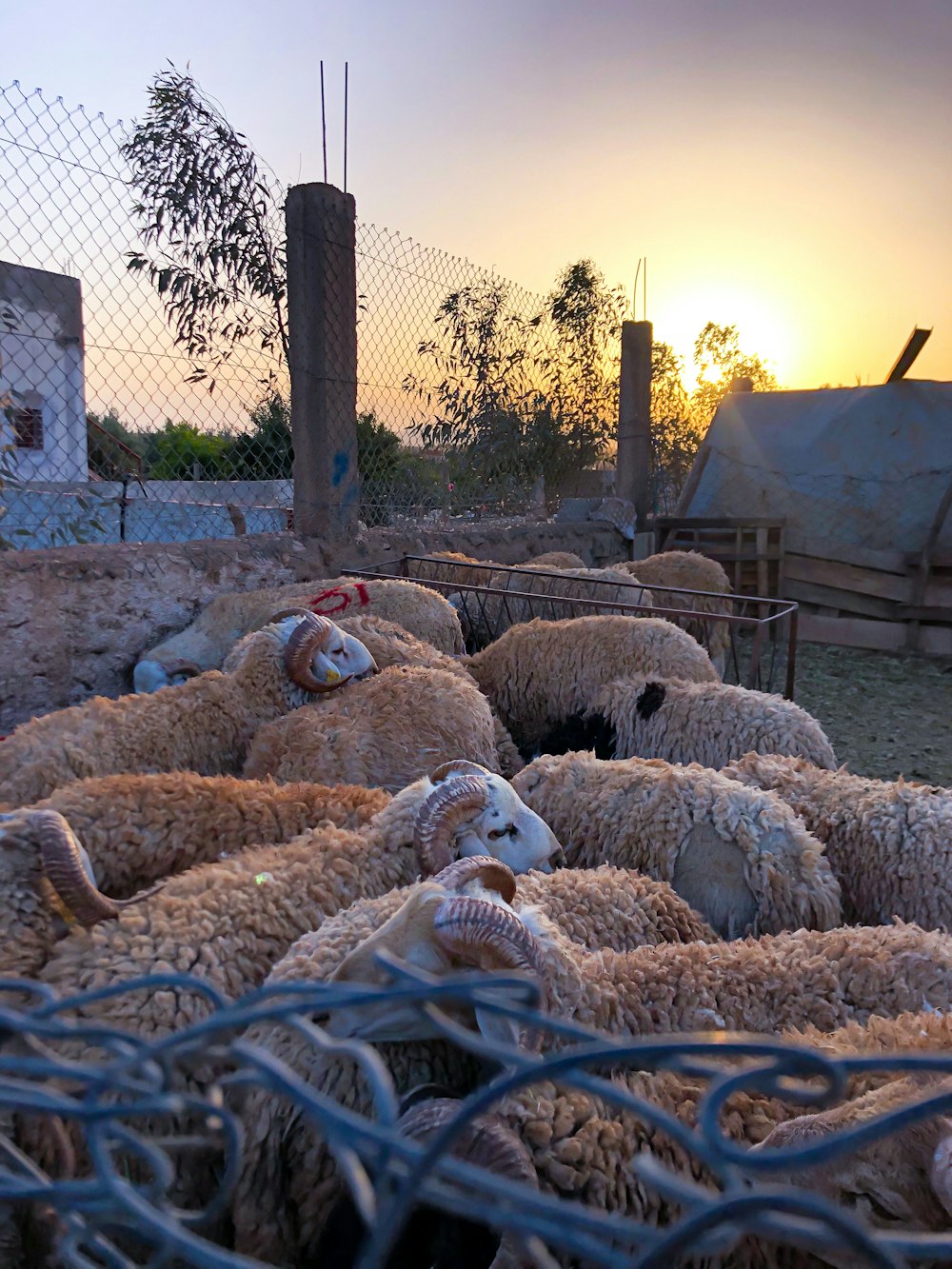 white sheep plush toy on brown sand during daytime