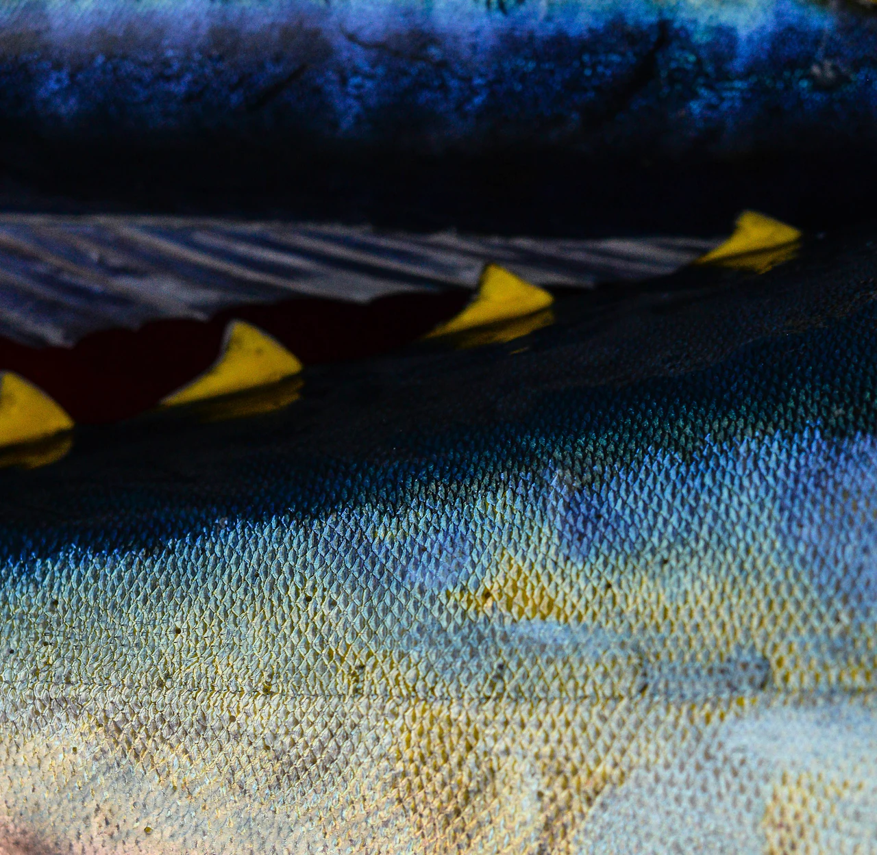 Close-up of the skin and finlets of a yellowfin tuna