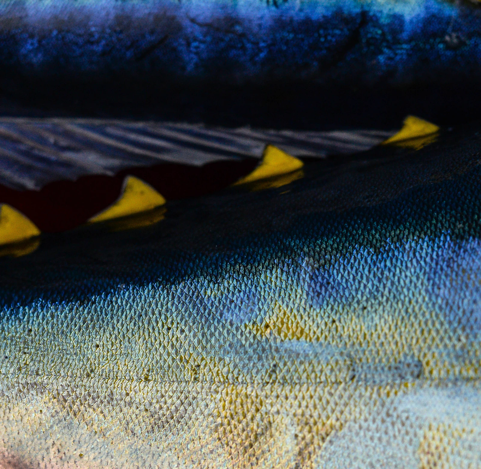 Close-up of yellowfin tuna skin and yellow finlets