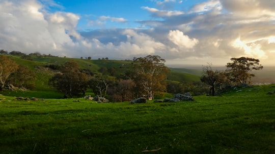 green grass field under blue sky during daytime in Barossa Valley Australia