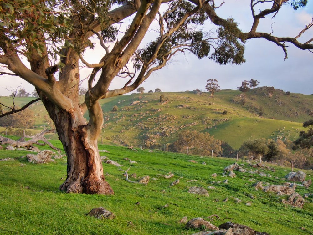 brown tree on green grass field during daytime