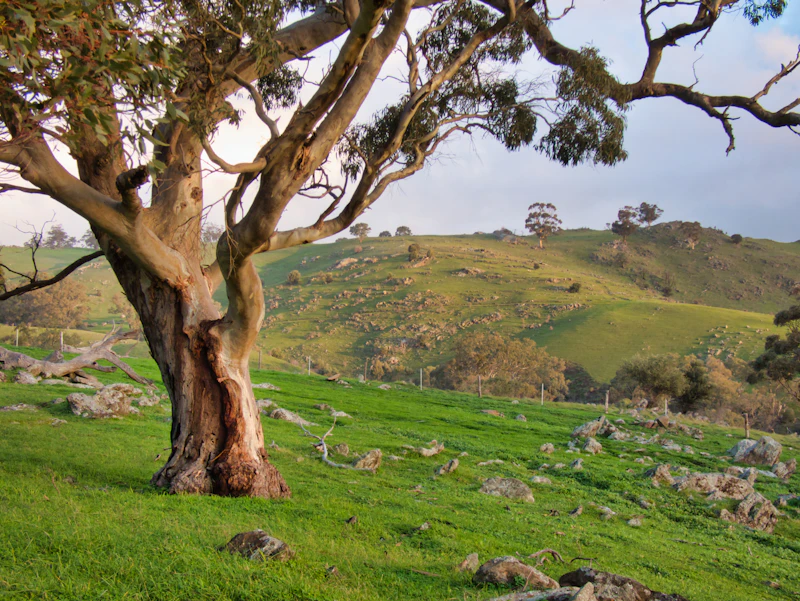 Tanunda town in Barossa Valley surrounded by vineyards