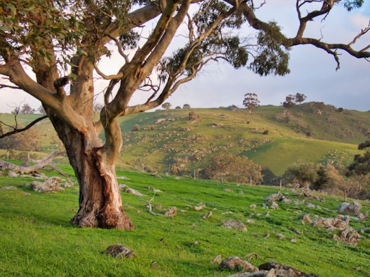 brown tree on green grass field during daytime in Barossa Valley Australia