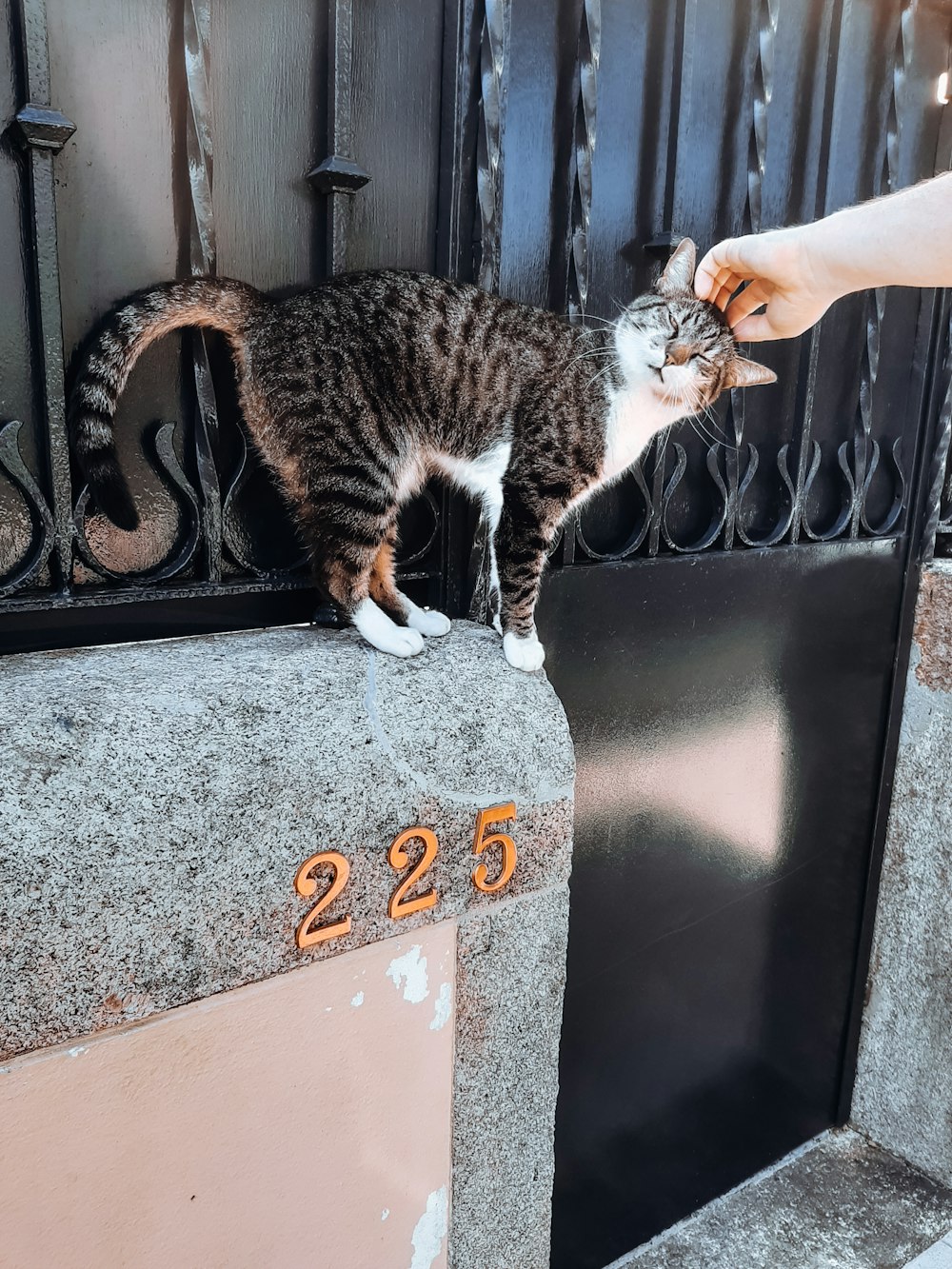 chat tigré brun sur clôture en métal noir