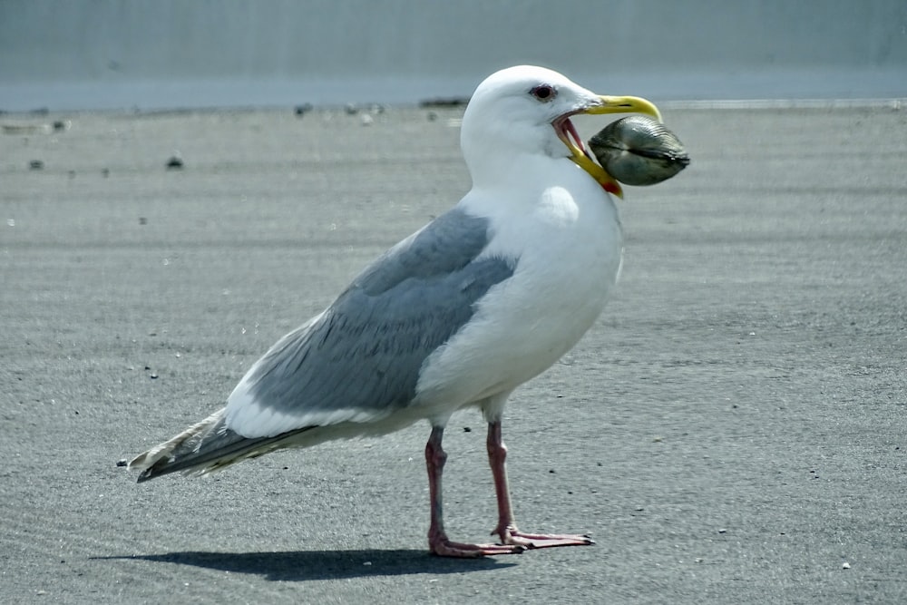 white and gray bird on gray concrete floor during daytime