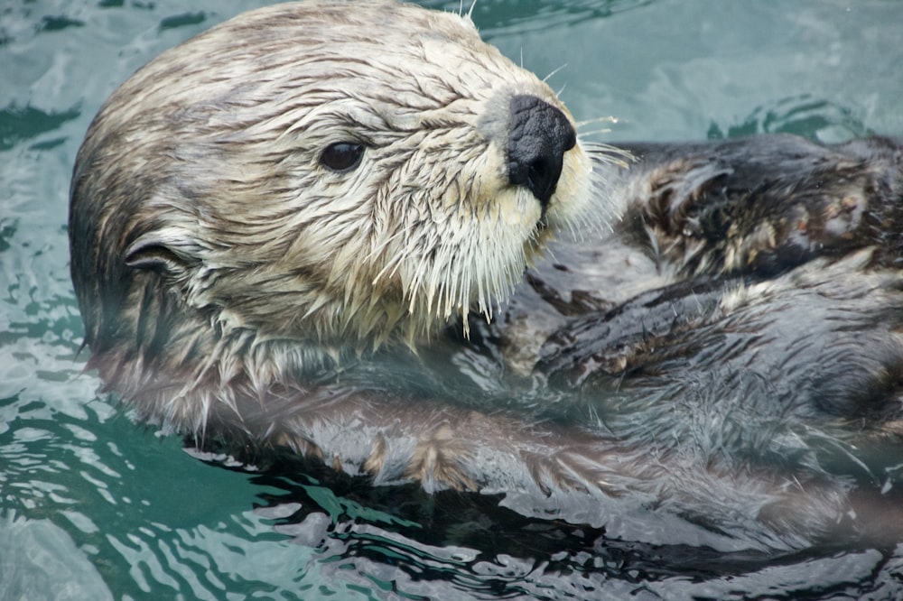 brown seal in water during daytime