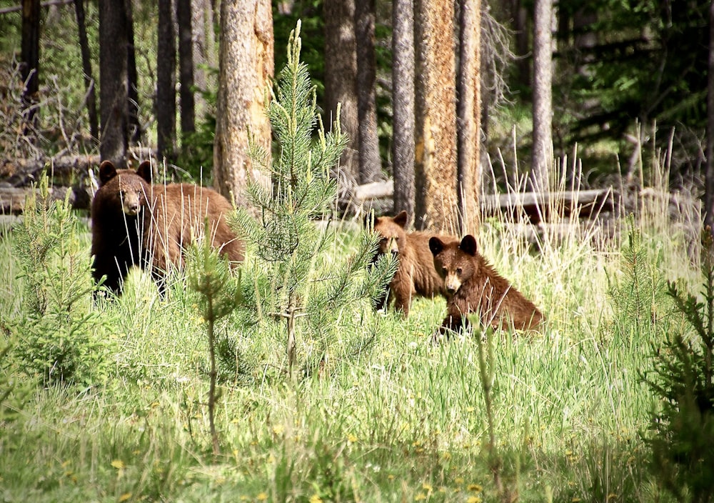 brown bear and calf on green grass field during daytime