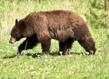 A brown bear is walking through a grassy meadow filled with dandelions. The bear's fur is thick and appears well-maintained, and it is focused on a path. The surrounding environment is lush with greenery and a few scattered trees.