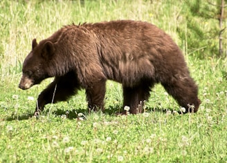A brown bear is walking through a grassy meadow filled with dandelions. The bear's fur is thick and appears well-maintained, and it is focused on a path. The surrounding environment is lush with greenery and a few scattered trees.