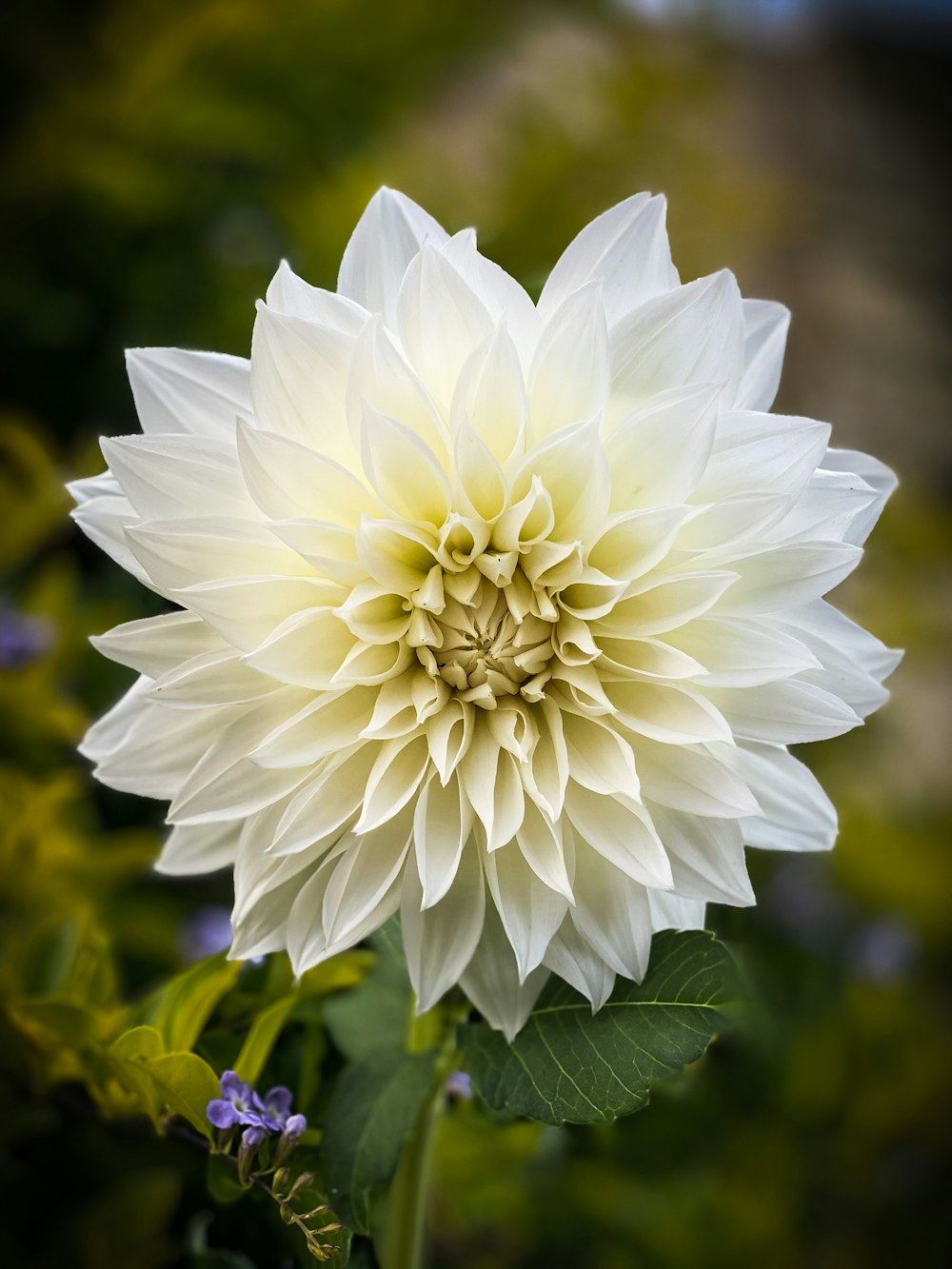 fleur blanche dans la photo macro