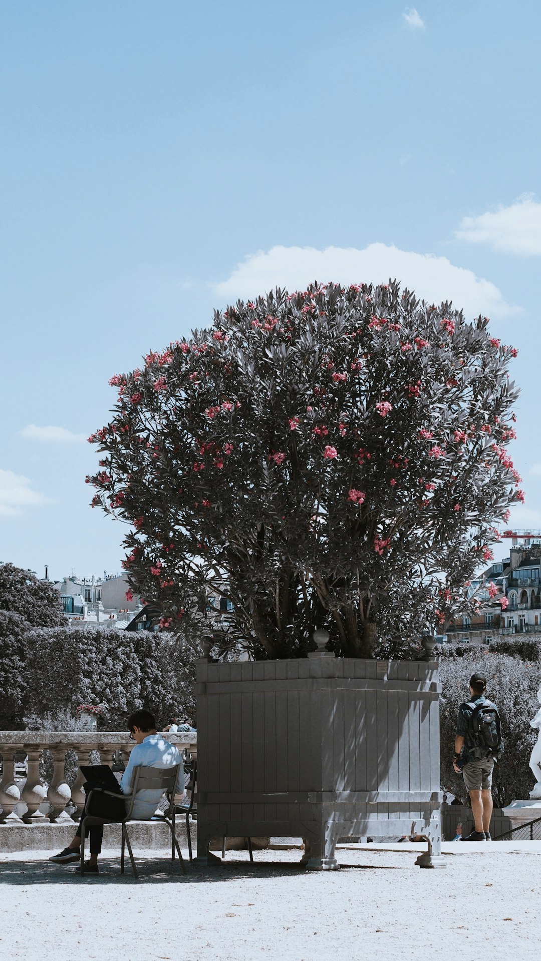 red and white flower tree near gray concrete fence during daytime