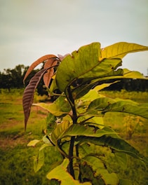 A young plant with broad green leaves displaying some signs of damage, set against a natural, grassy background. The sky overhead is slightly overcast, lending a muted tone to the scene. The plant's leaves show some brownish edges, indicating possible wear or insect activity.