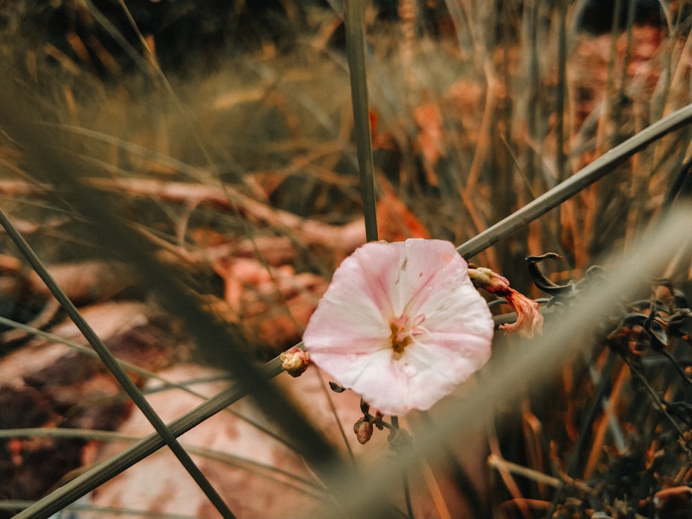 white flower on brown stem