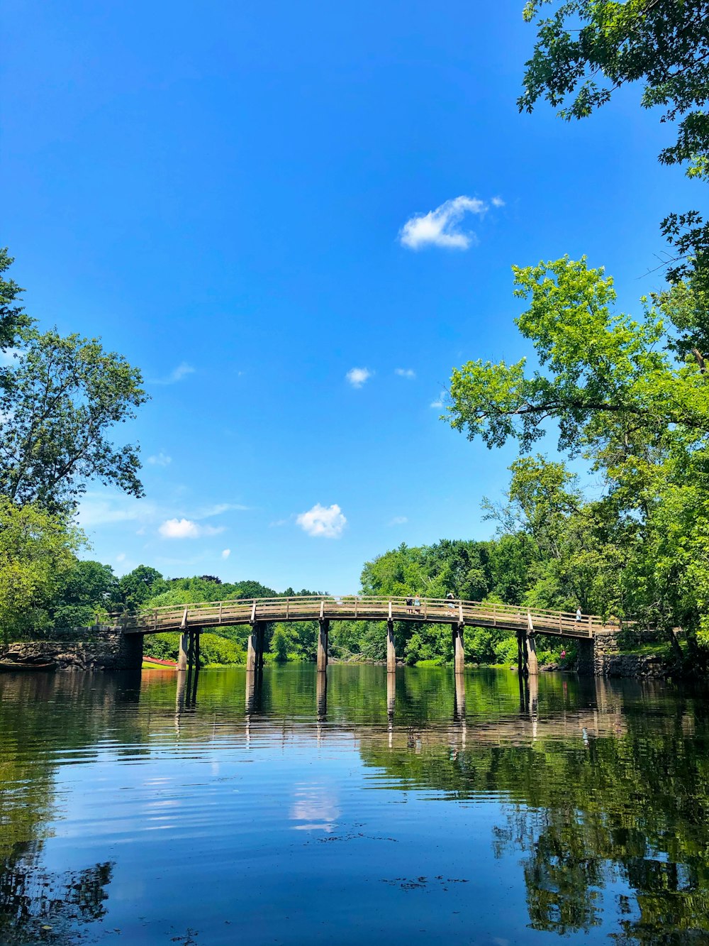 green trees beside river under blue sky during daytime