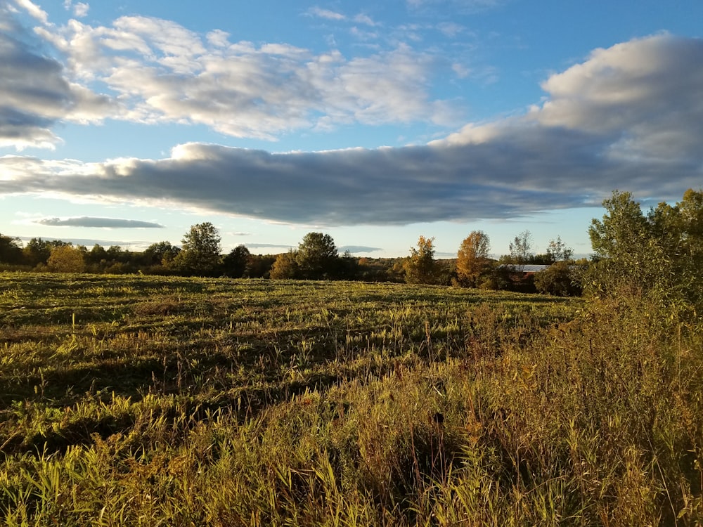 green grass field under blue sky during daytime