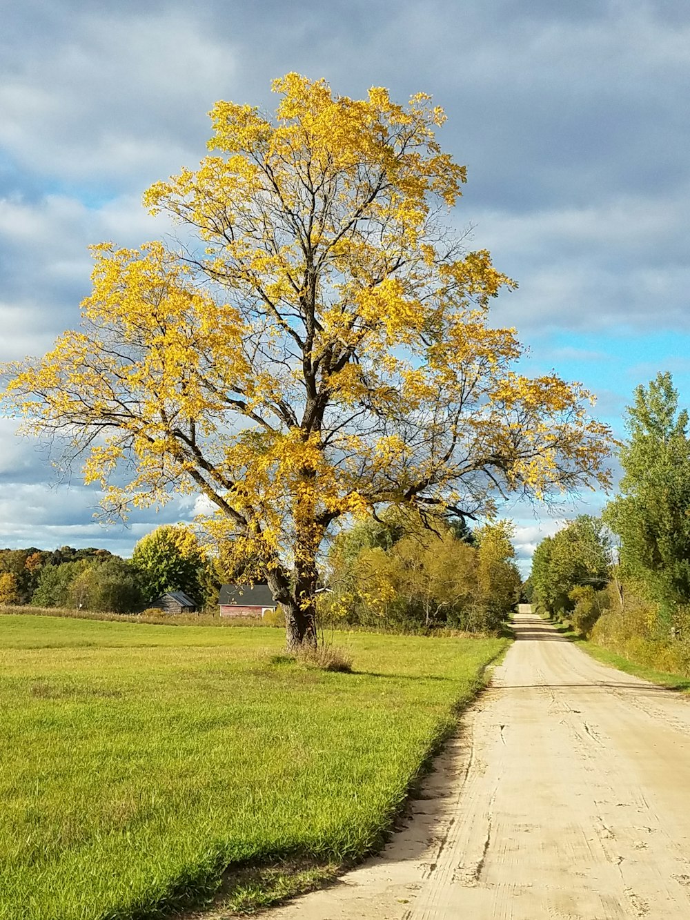 yellow leaf tree on green grass field during daytime