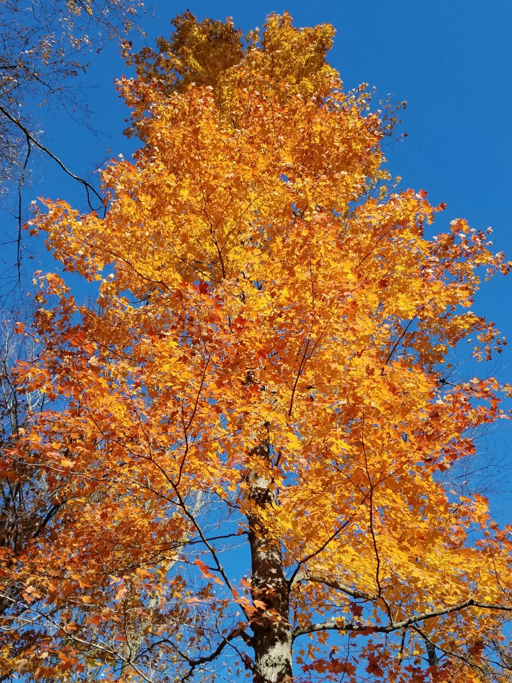 yellow leaf tree under blue sky during daytime