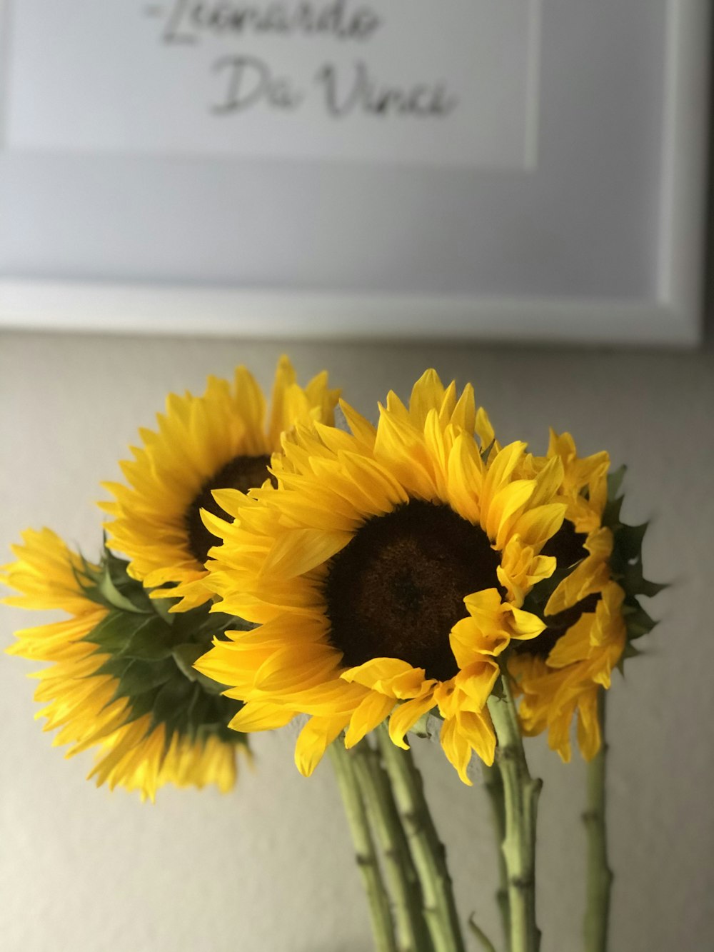 sunflower in close up photography