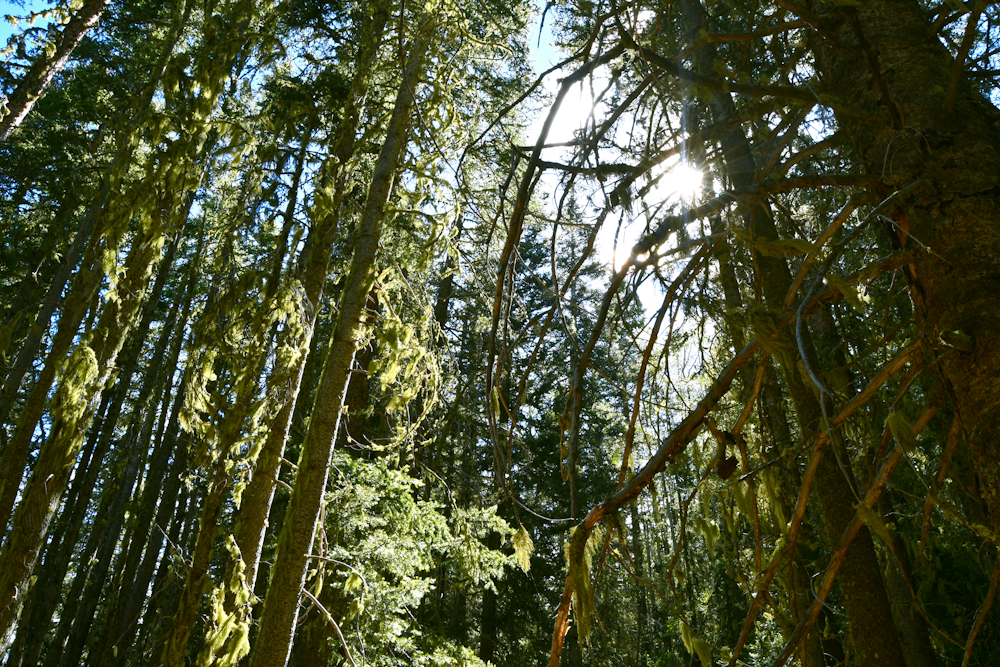 a forest filled with lots of tall green trees