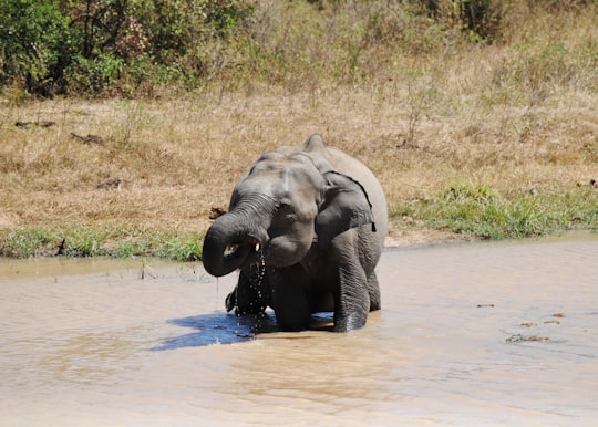 elephant on water during daytime in Udawalawa Sri Lanka