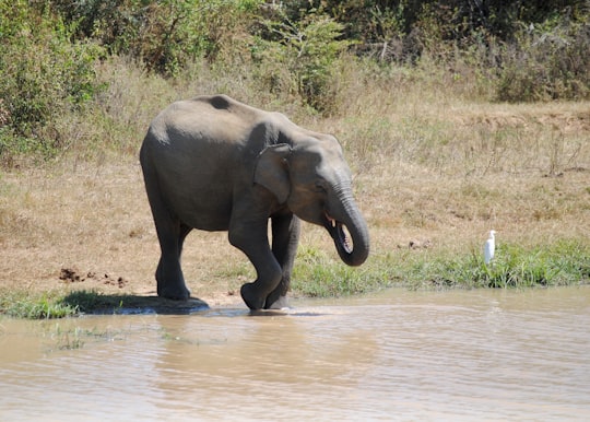 elephant drinking water on river during daytime in Udawalawa Sri Lanka
