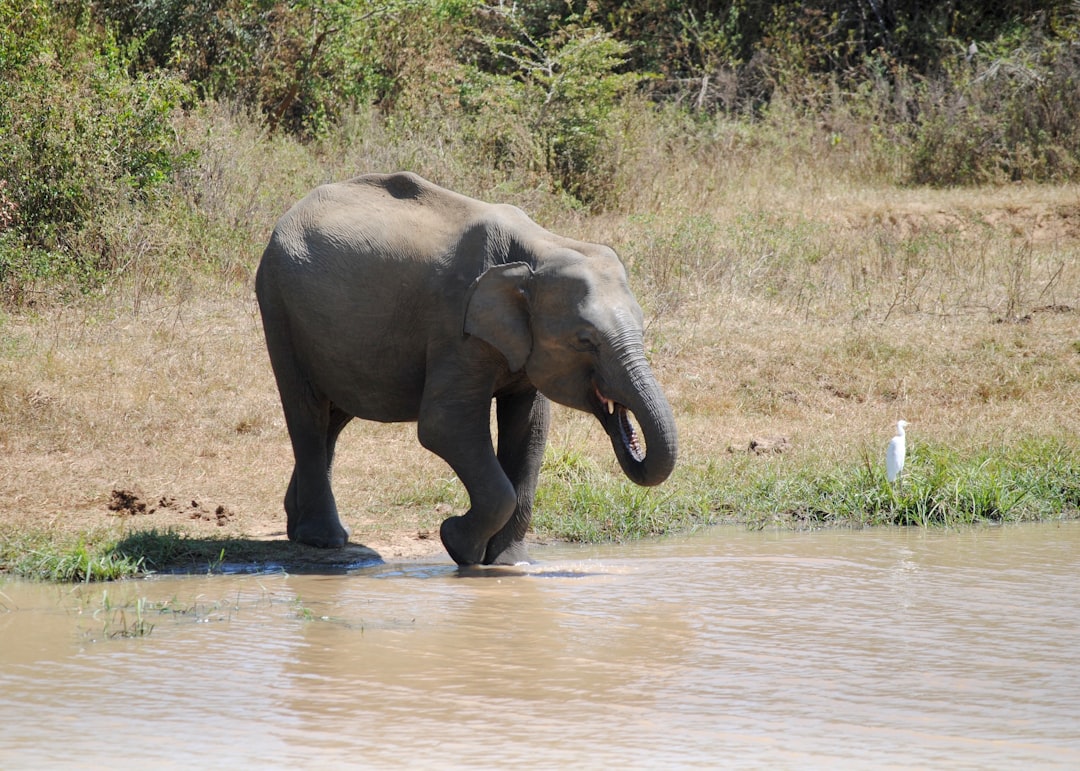 Wildlife photo spot Udawalawa Ella