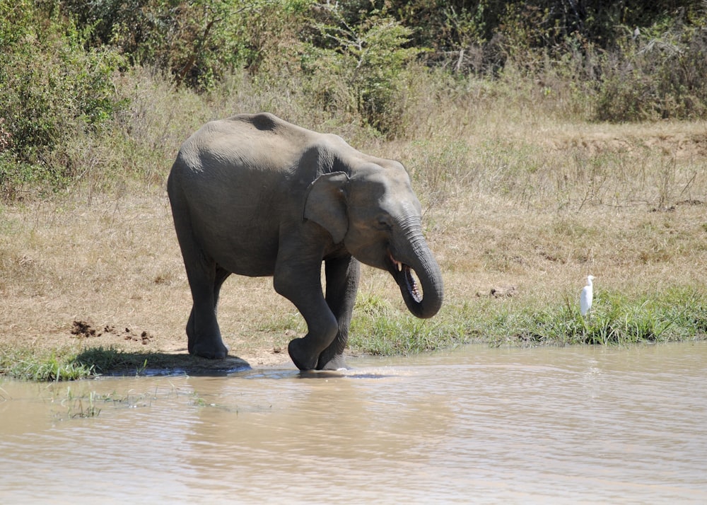 elephant drinking water on river during daytime