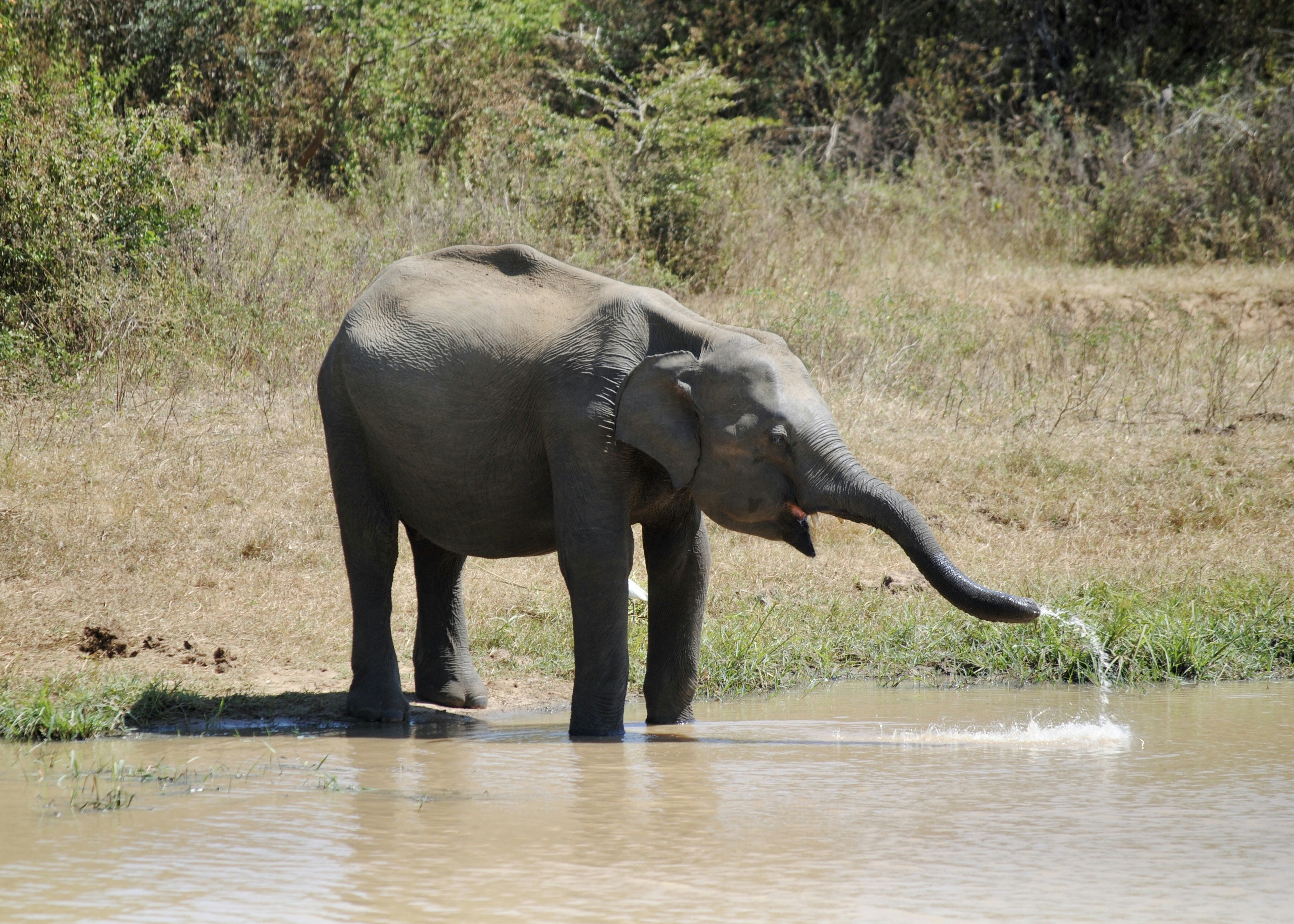 elephant on river during daytime