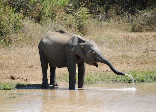elephant on river during daytime in Udawalawa Sri Lanka