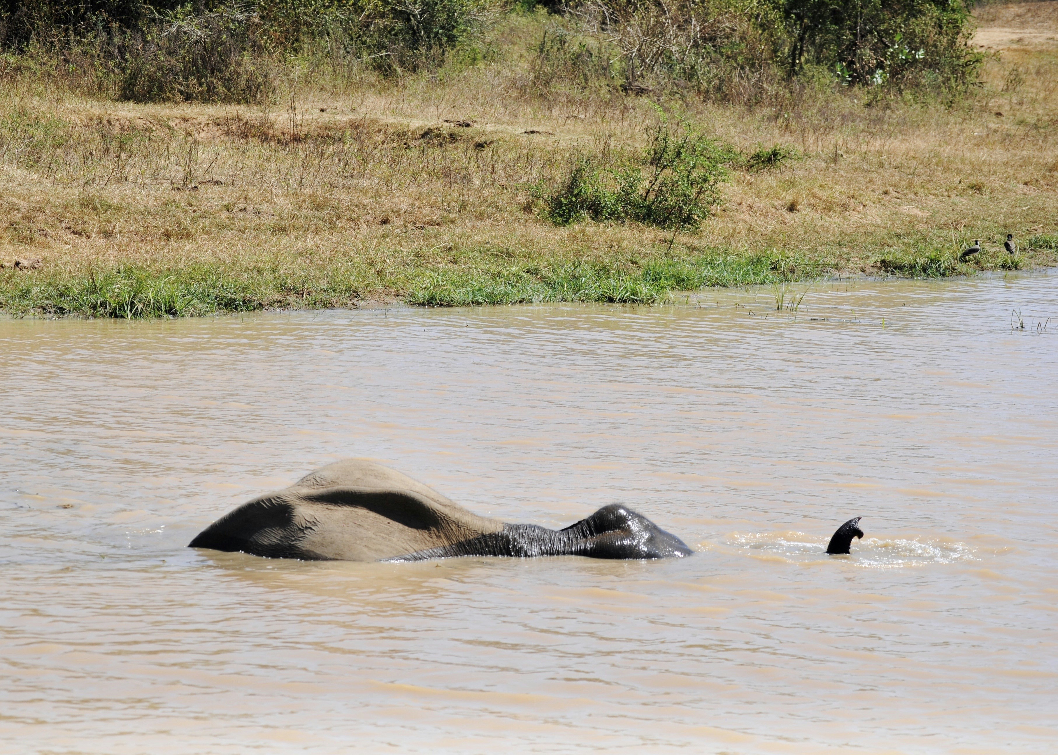 black elephant on body of water during daytime