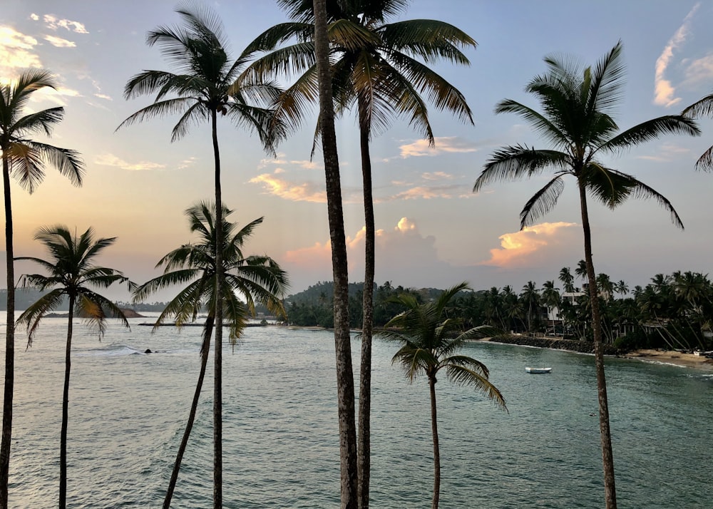 palm trees on beach during sunset