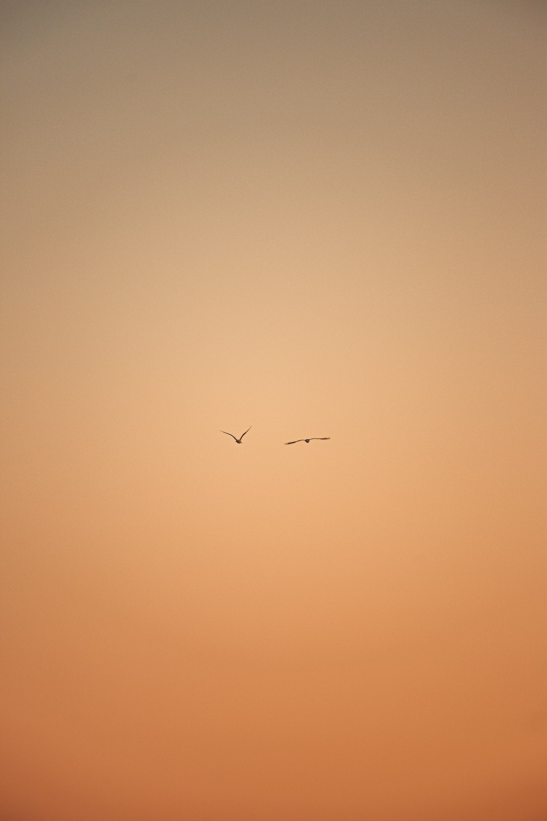 airplane flying in the sky during sunset