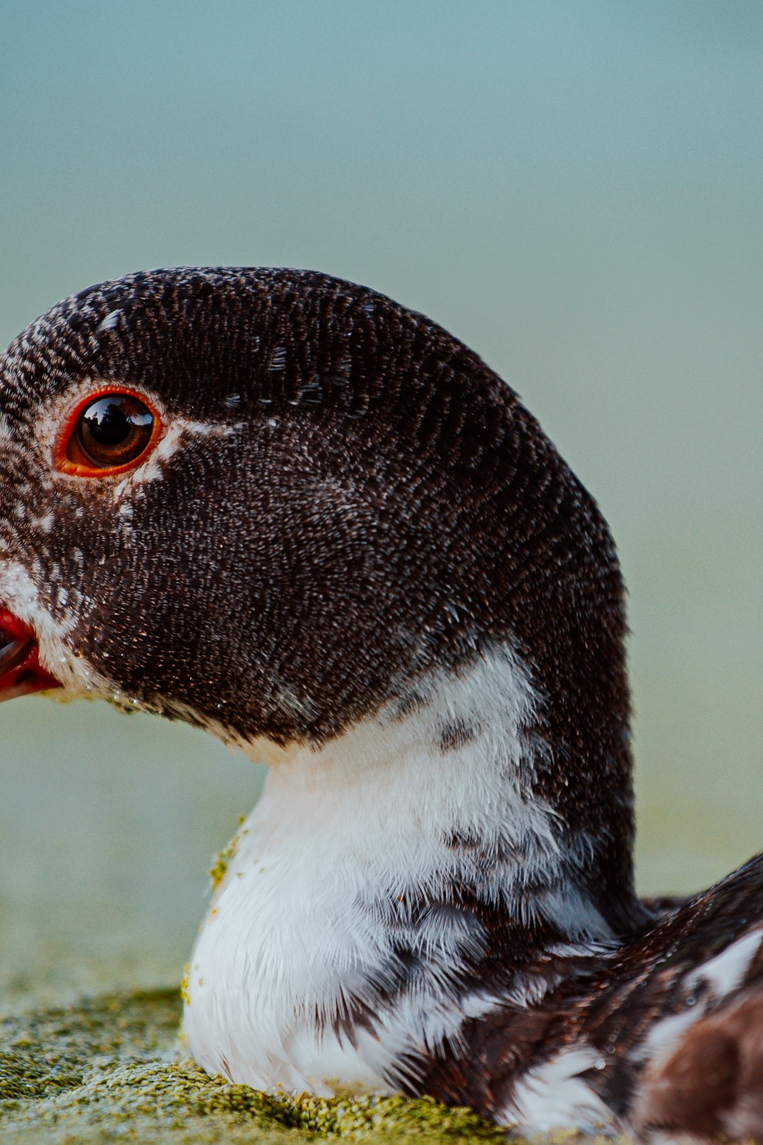 white and black duck in close up photography