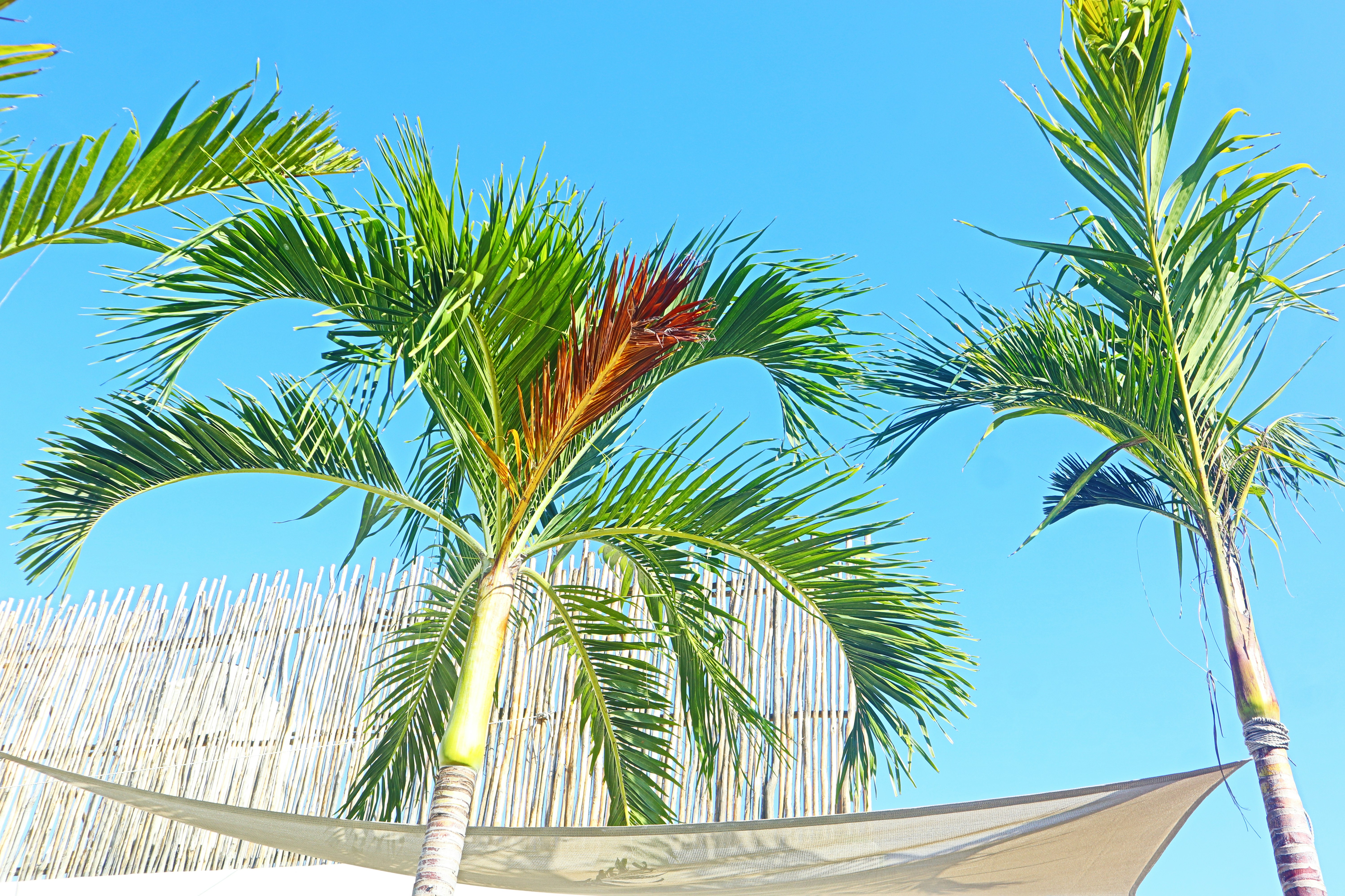 Tropical beach resort backdrop, ilustrasi artikel Dreamy Destinations: The Ultimate All-Inclusive Honeymoon Resorts 5