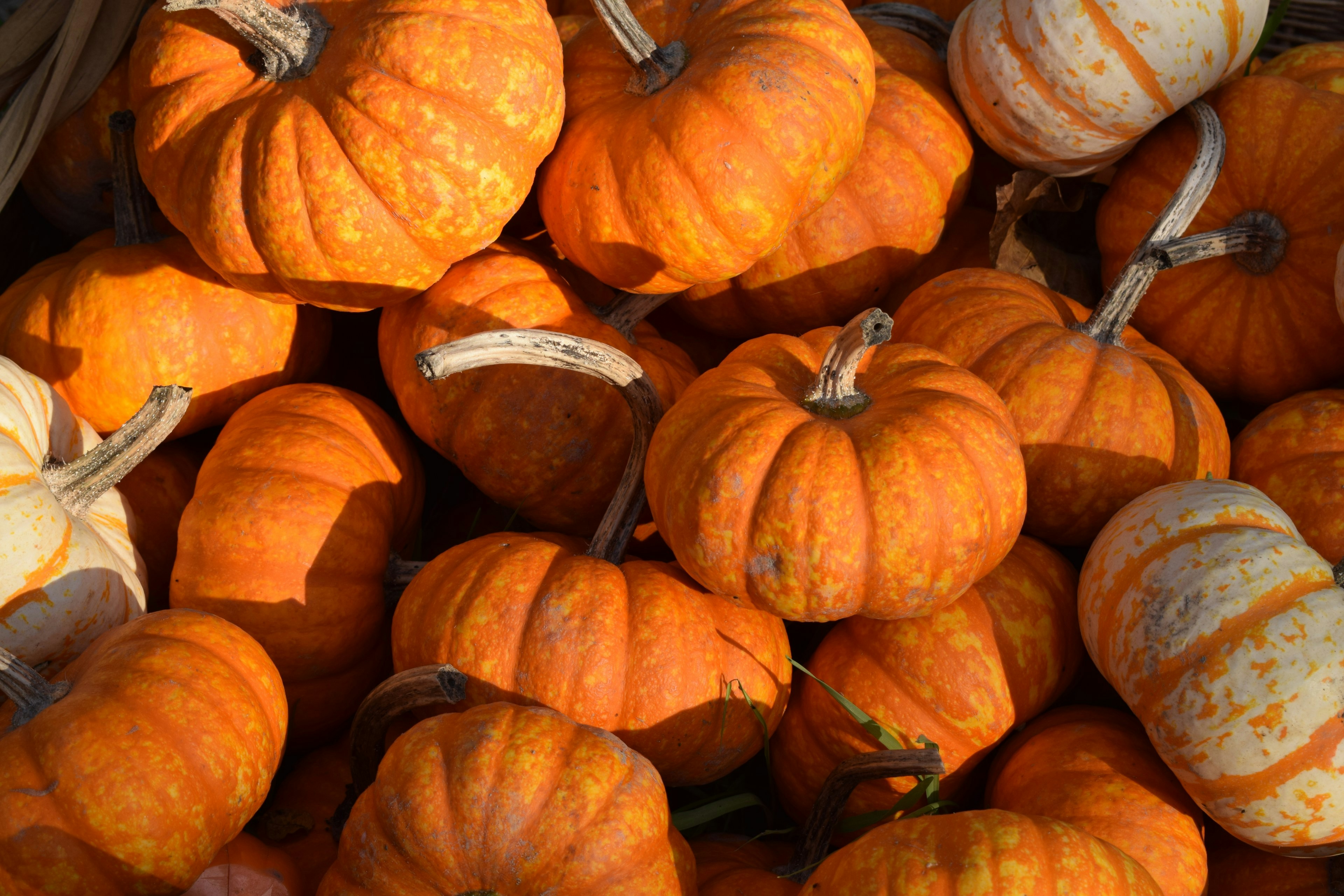 orange pumpkins on brown wooden table pumpkin zoom background