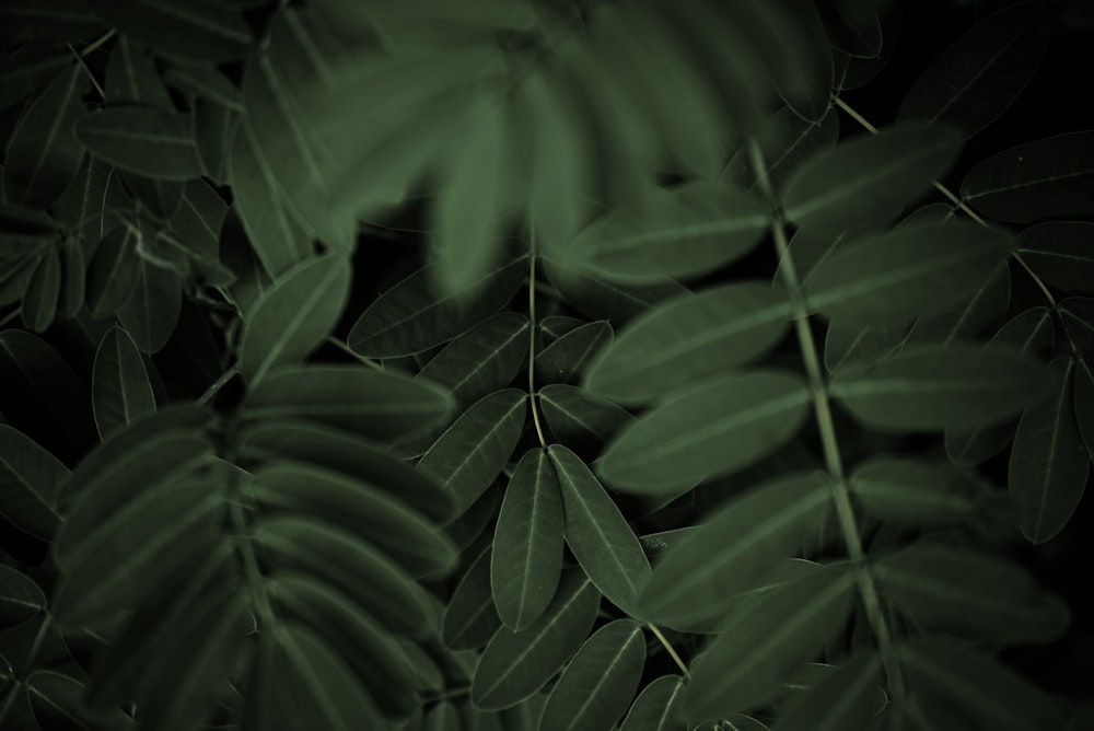 green leaves in close up photography