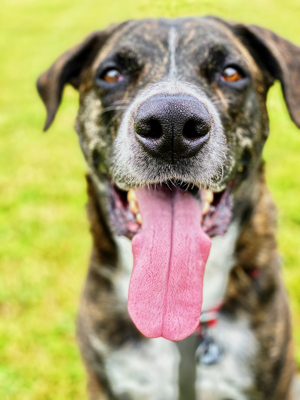 chien noir et blanc à poil court sur un champ d’herbe verte pendant la journée