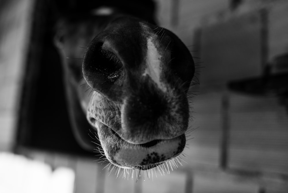 grayscale photo of a horse