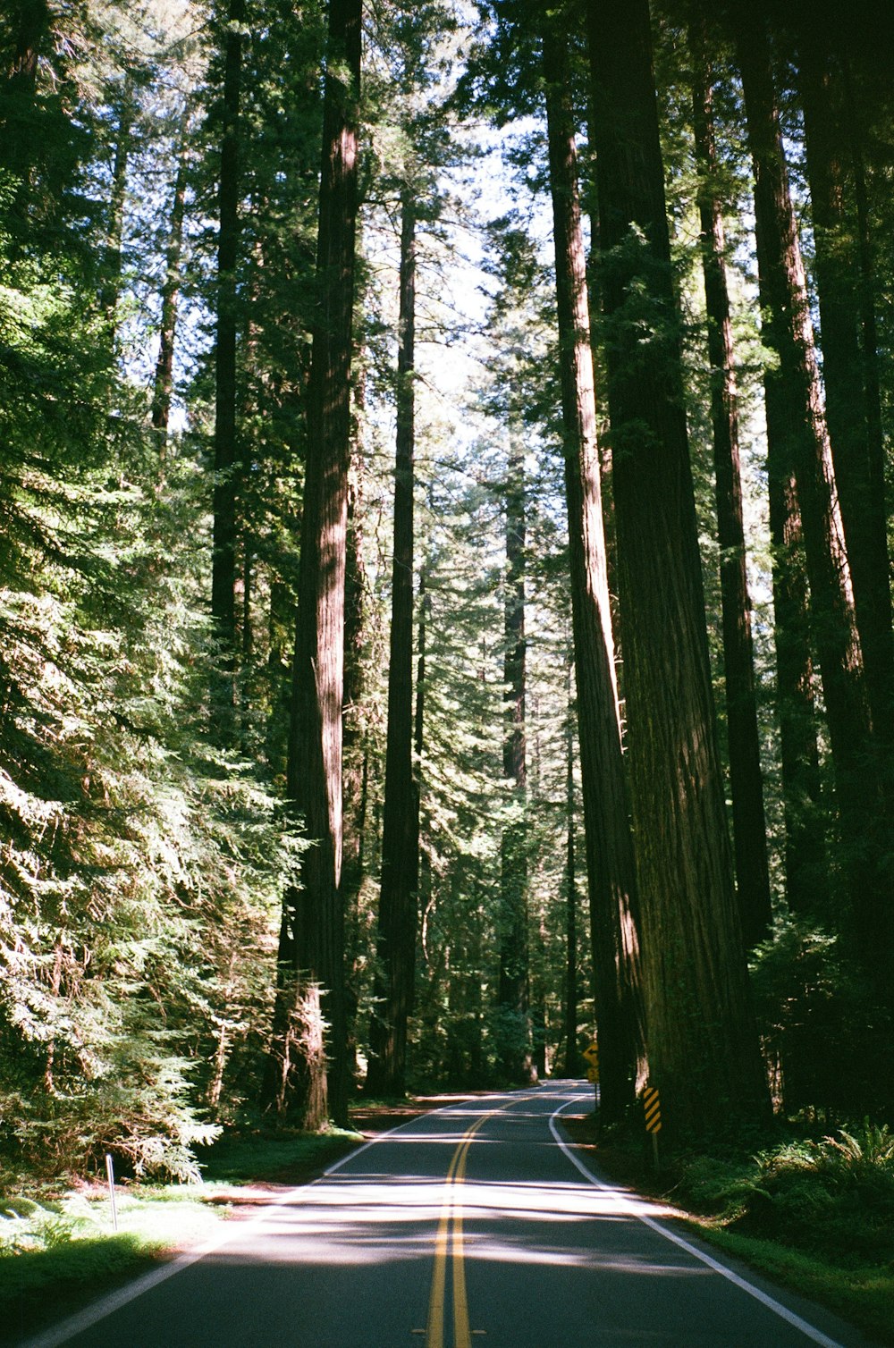 green trees on forest during daytime