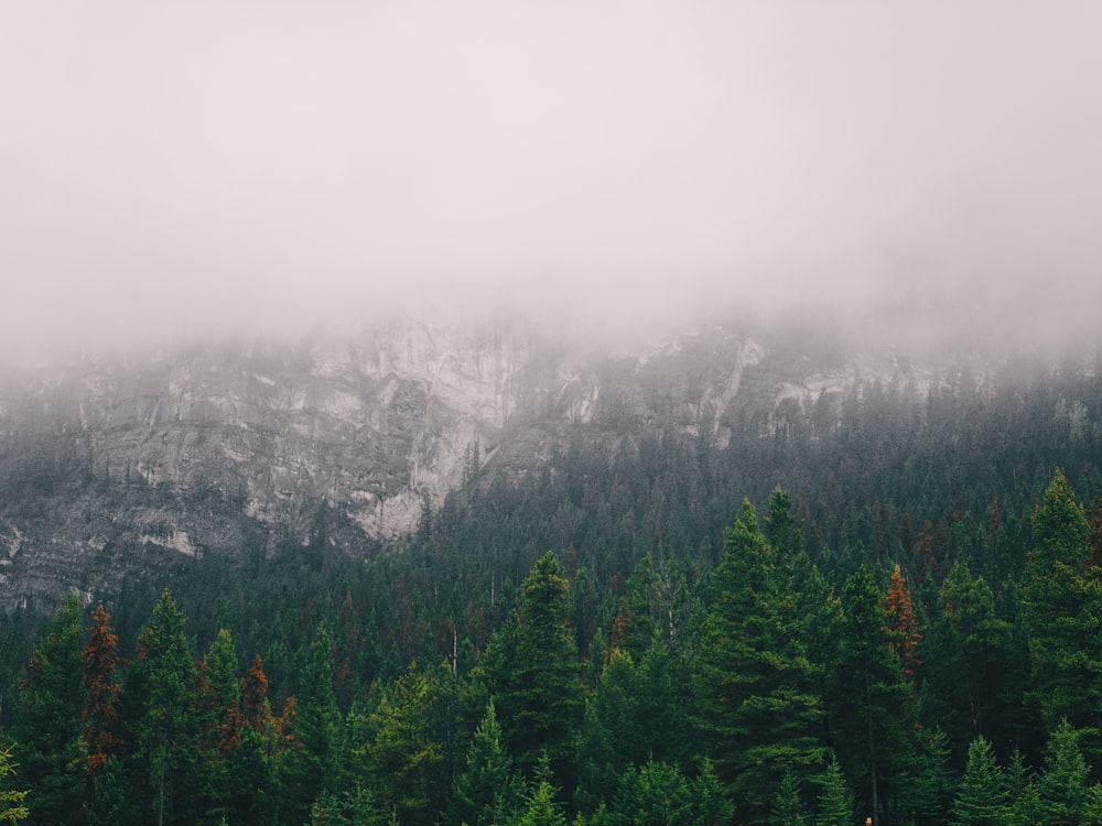 green pine trees on mountain