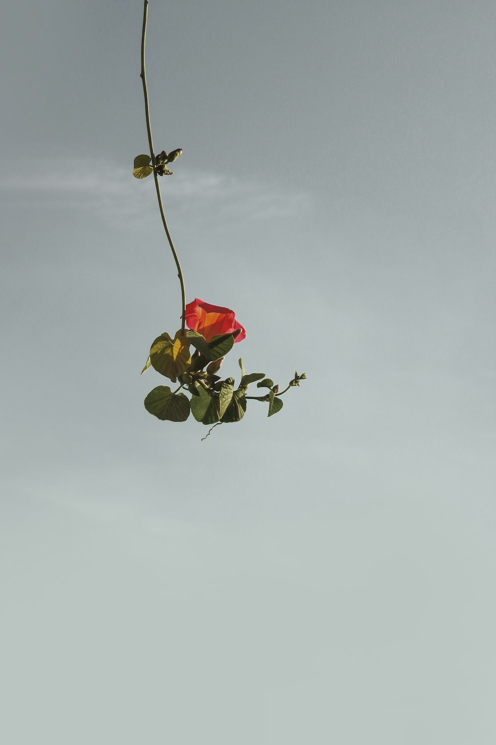 red rose in bloom during daytime