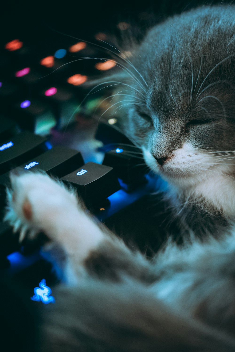 white and black cat on black computer keyboard