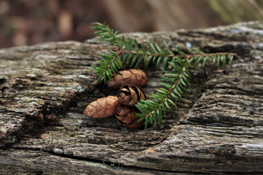 brown pine cone on brown wooden log