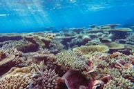 A vibrant underwater scene showcasing a healthy coral reef with various species of coral in diverse shapes and sizes. Sunlight filters through the clear blue water above, illuminating the details and textures of the coral formations.